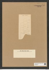 Diatomeae indet. Zeichnungen Sammlung Grunow Nr. 7749 (NHMW-BOT-W0376973)
